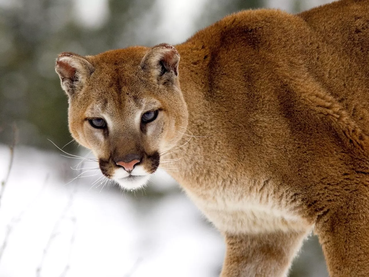 Fakta Menarik Puma Hewan Introvert
