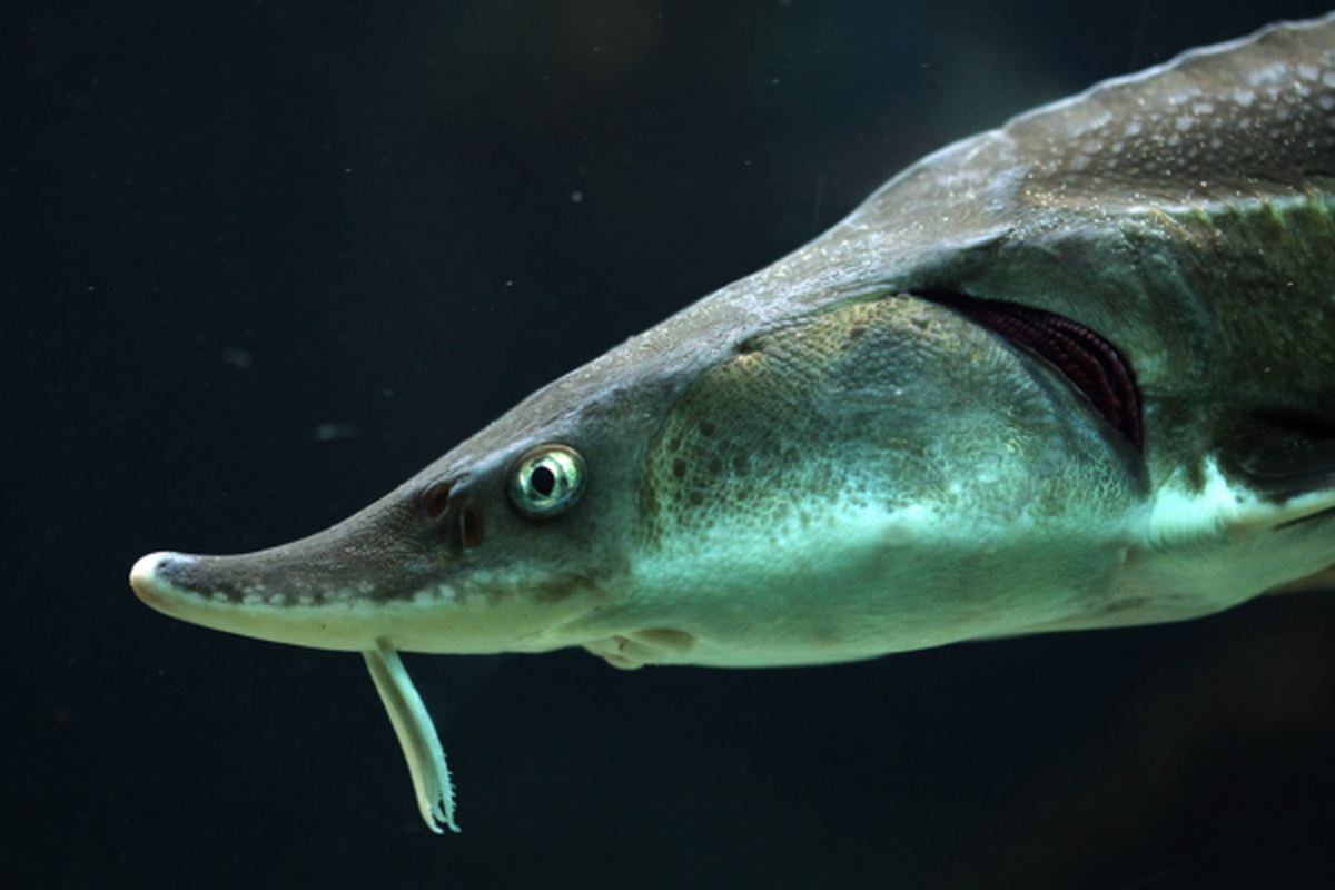 Mengenal Fakta Unik Ikan Sturgeon Penghasil Kaviar