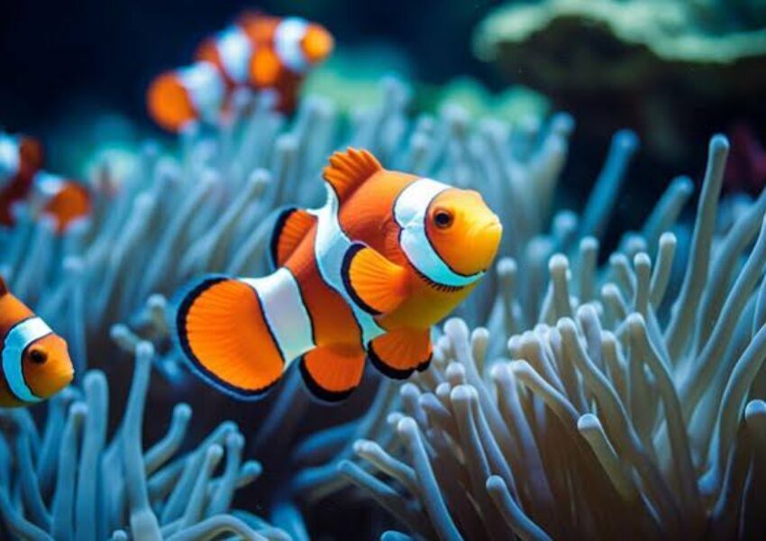 Fakta Unik Ikan Badut