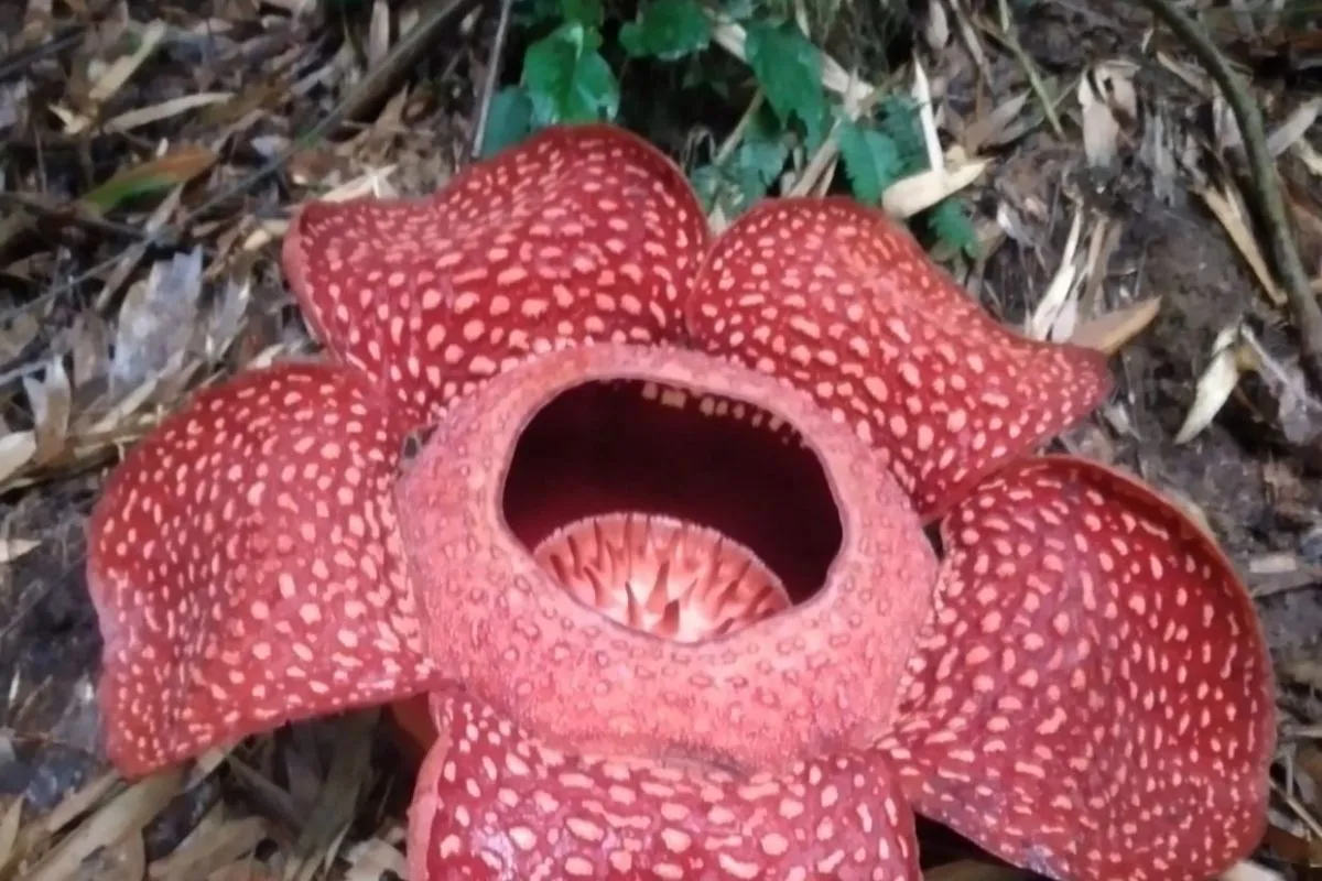 Fakta Unik Bunga Rafflesia