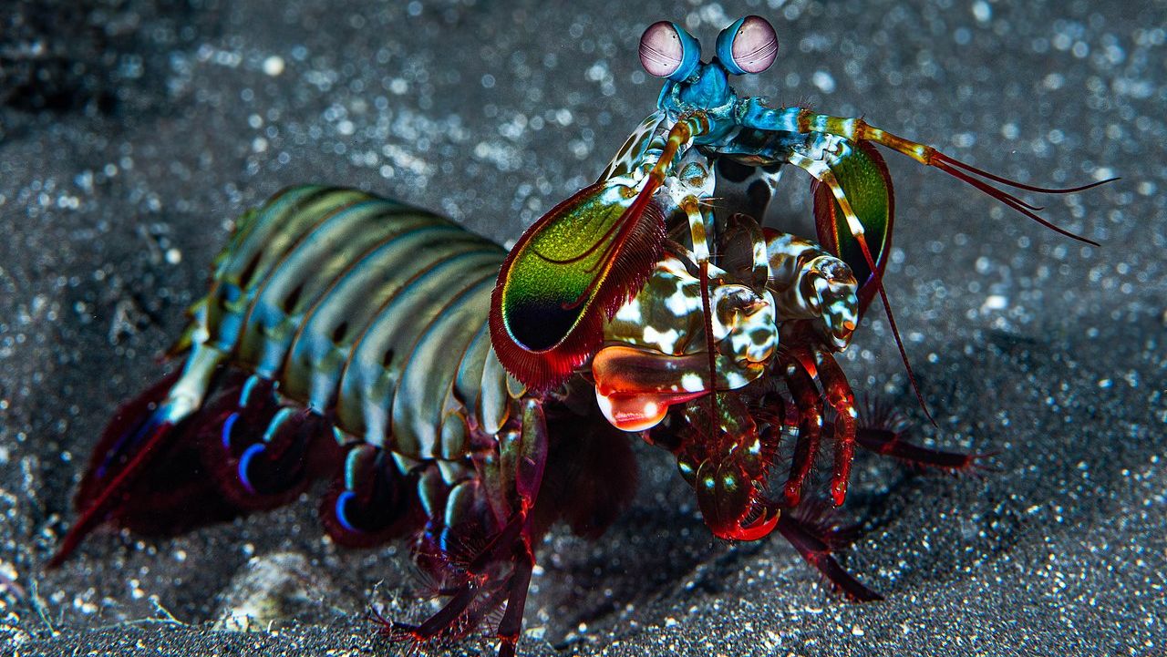 Fakta Udang Mantis