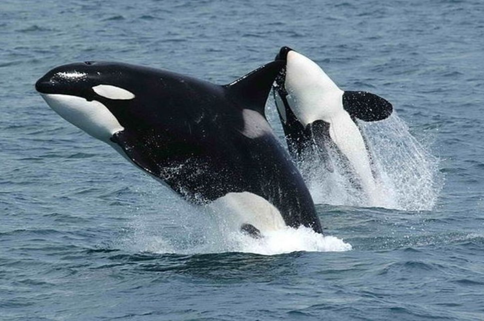 Fakta Menarik Paus Orca