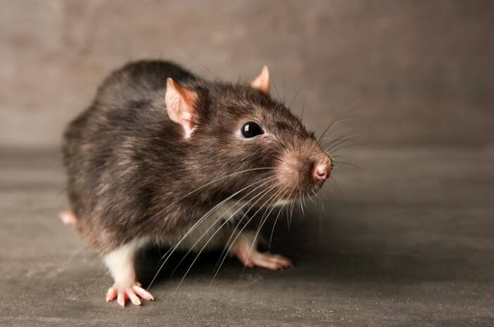 Fakta Menarik Tentang Tikus