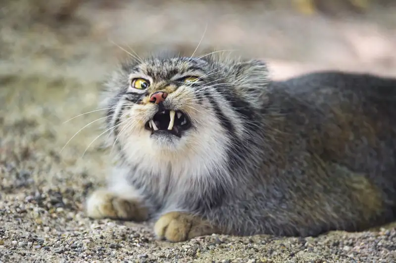 Mengenal Kucing Pallas dari Himalaya yang Mematikan