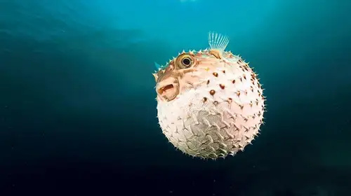 Karakteristik Ikan Pufferfish yang Sangat Menarik