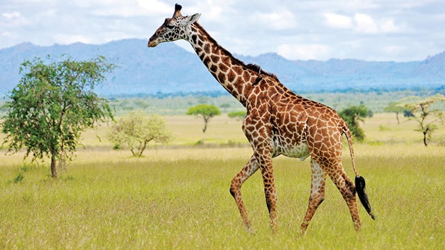 Fakta Menarik Tentang Hewan Jerapah Yang Harus Di Ketahui