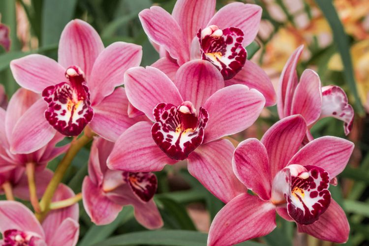 Fakta Menarik Bunga Anggrek Yang Belum Di Ketahui