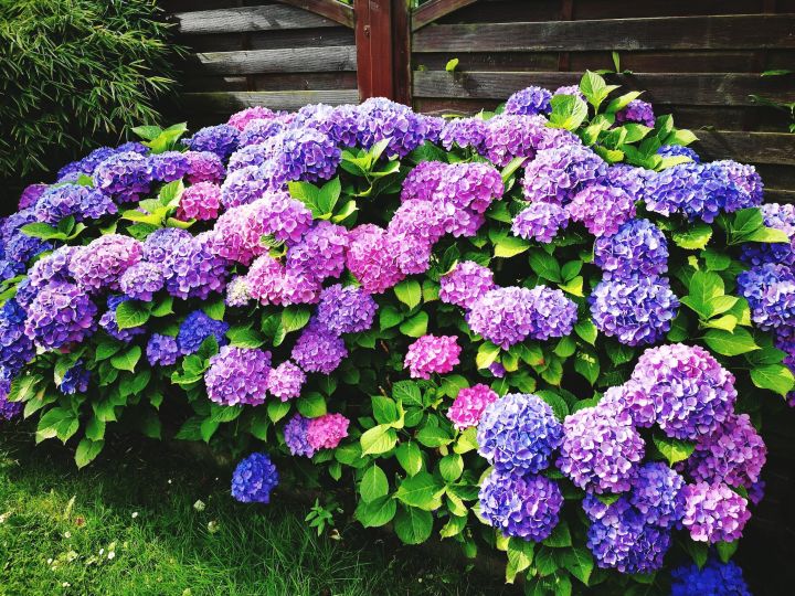 Fakta Menarik Bunga Hydrangea Yang Jarang Di Ketahui