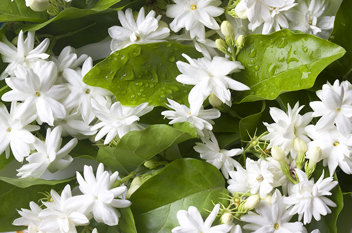 Fakta Menarik Bunga Melati Yang Jarang Di Ketahui