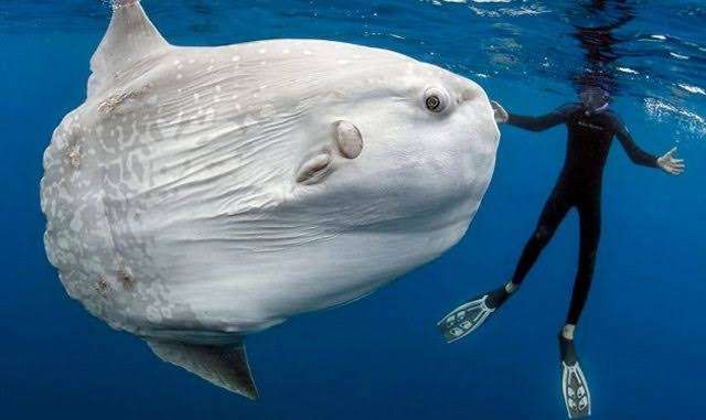 Hal Menarik Ikan Mola-Mola atau Sunfish yang Perlu Diketahui