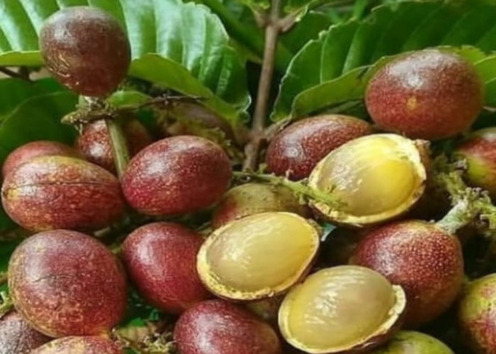 Fakta Menarik Buah Matoa Yang Patut Di Ketahui