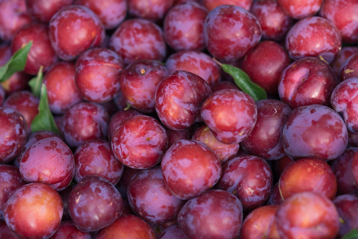 Manfaat Buah Plum Buat Kesehatan Tubuh Yang Harus Di Ketahui