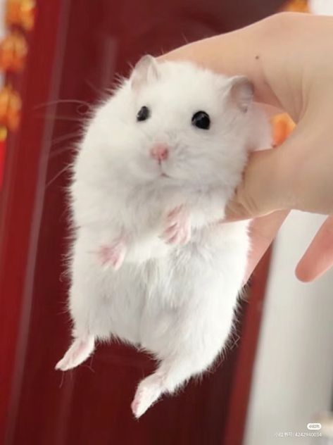 Fakta Menarik Hamster Yang Harus Di Ketahui