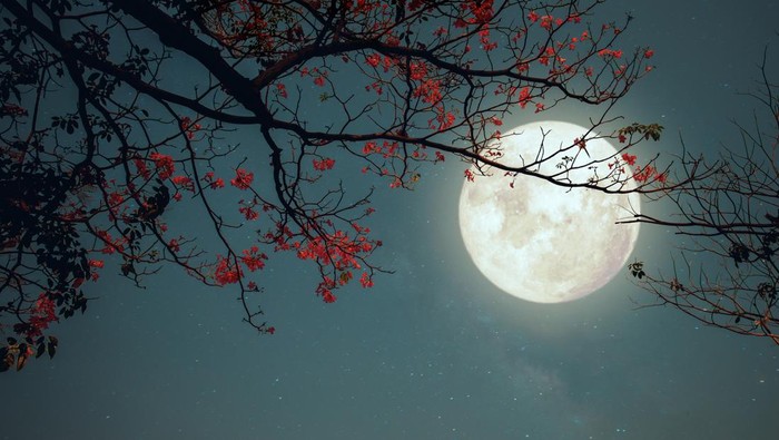 Fakta Menarik Teman Malam Hari Kita Bulan Wajib Diketahui