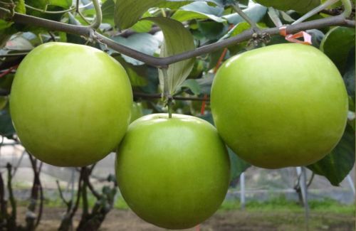 Fakta Menarik Buah Apel Putsa Yang Harus Di Ketahui